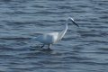 Birds: Little Egret (Egretta garzetta)